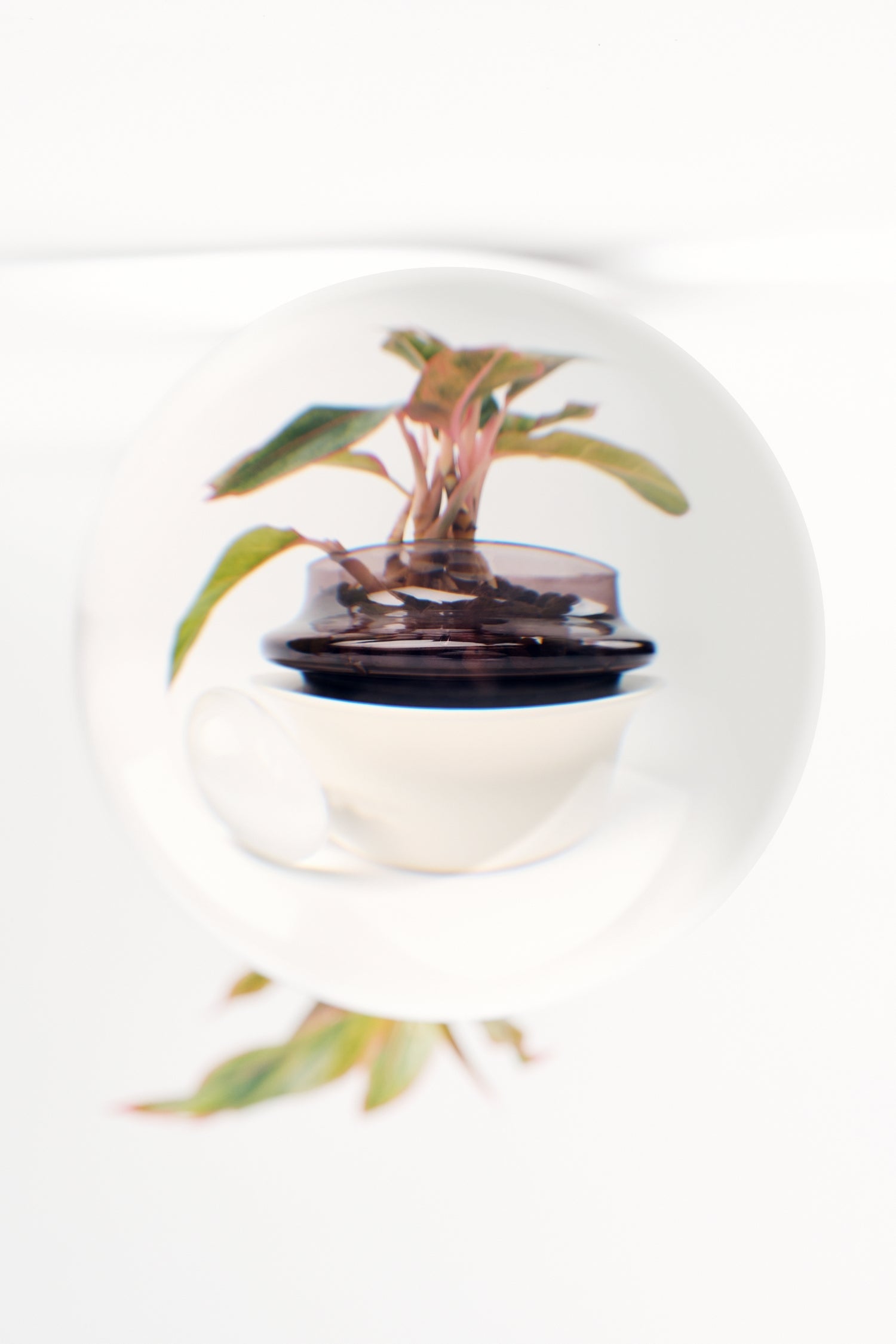 Plants in Floating Vase