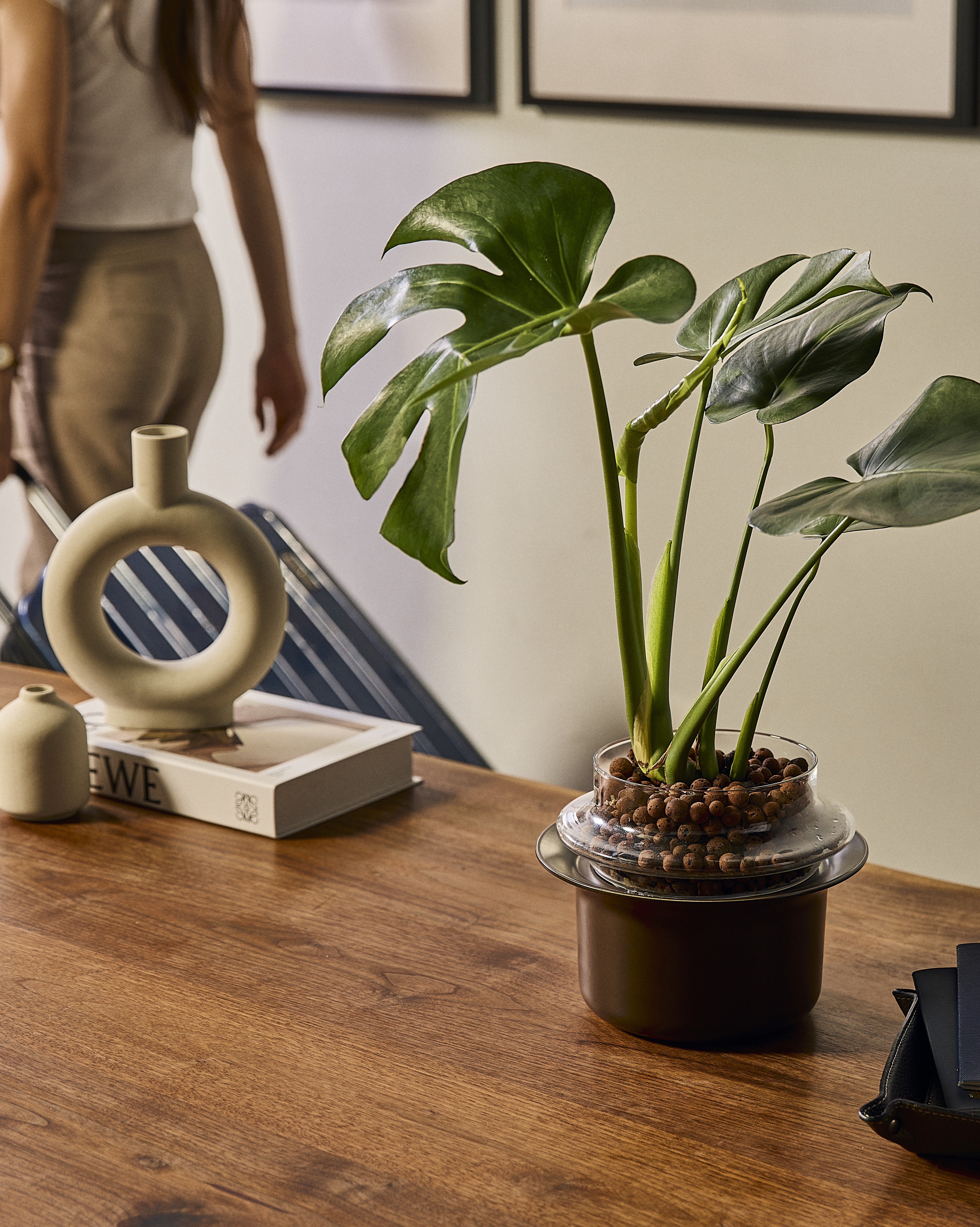 Easiest to Care for Plants