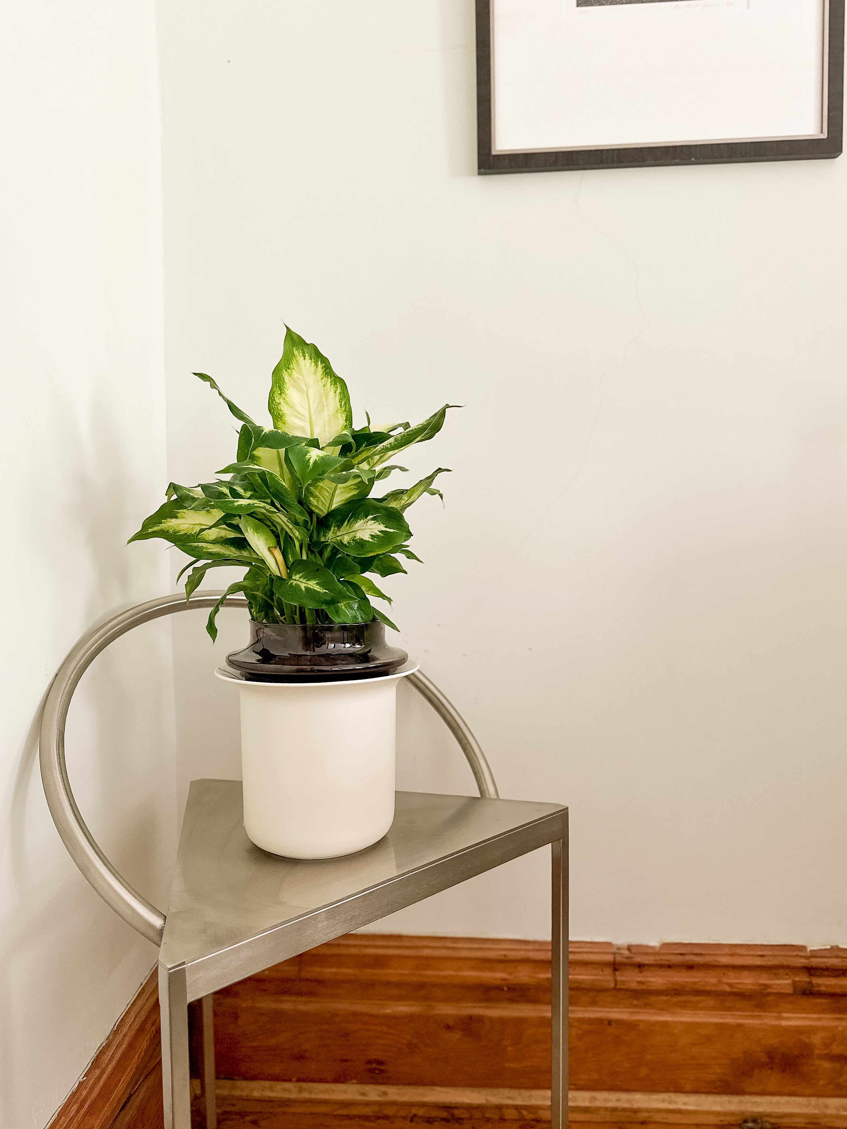 Tall Plants