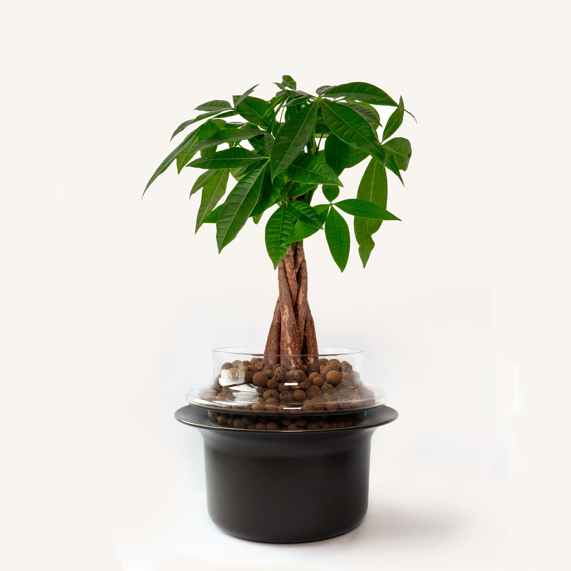 Medium,Transparent,Espresso