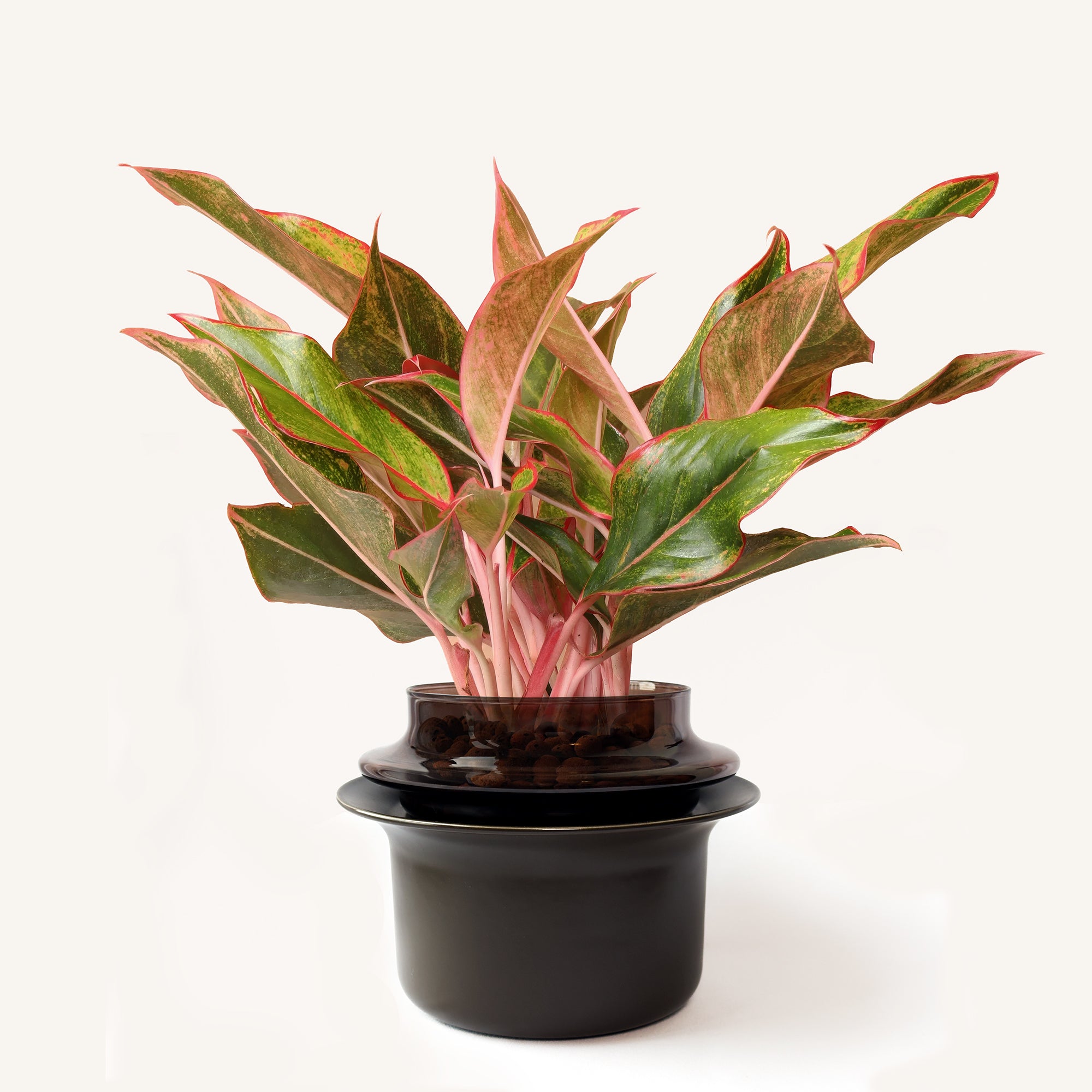 Medium,Espresso,Espresso