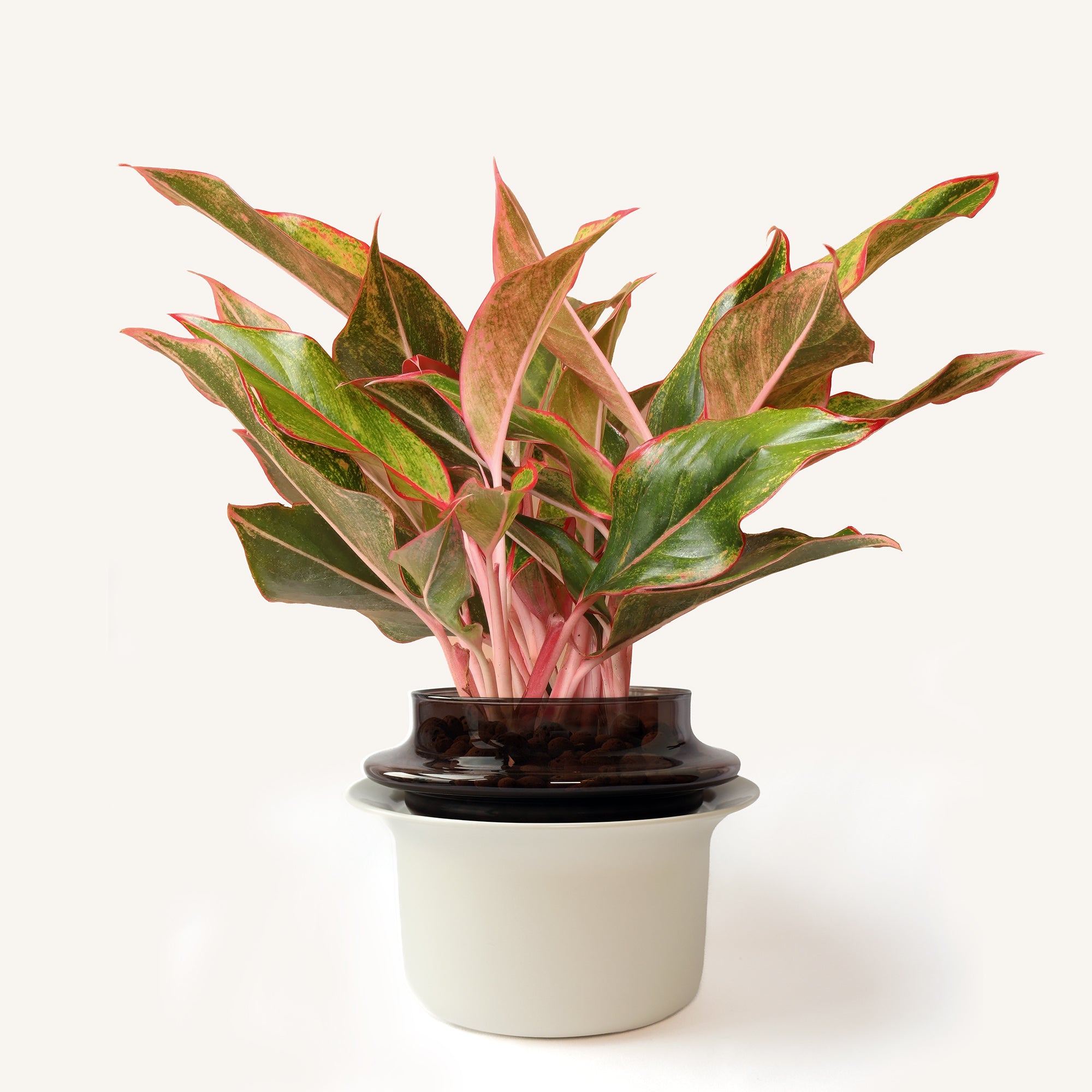 Medium,Espresso,Ivory