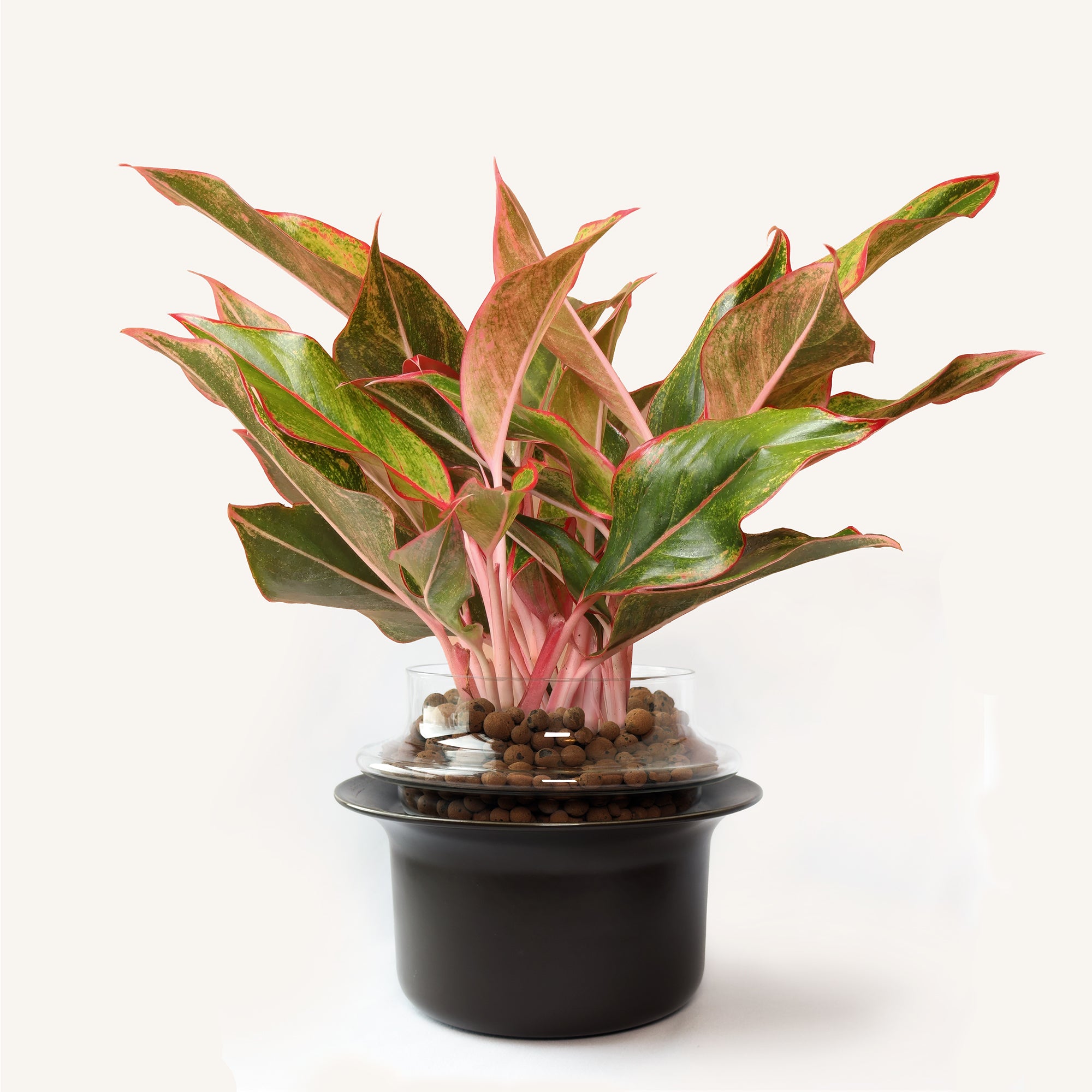 Medium,Transparent,Espresso