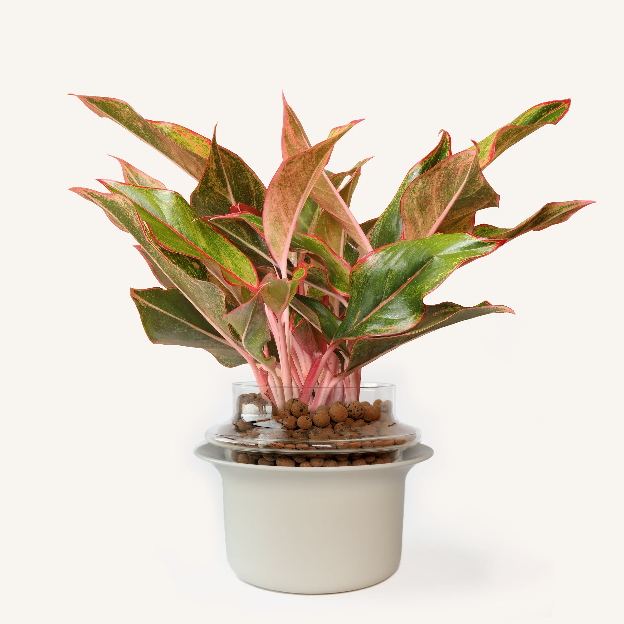 Medium,Transparent,Ivory