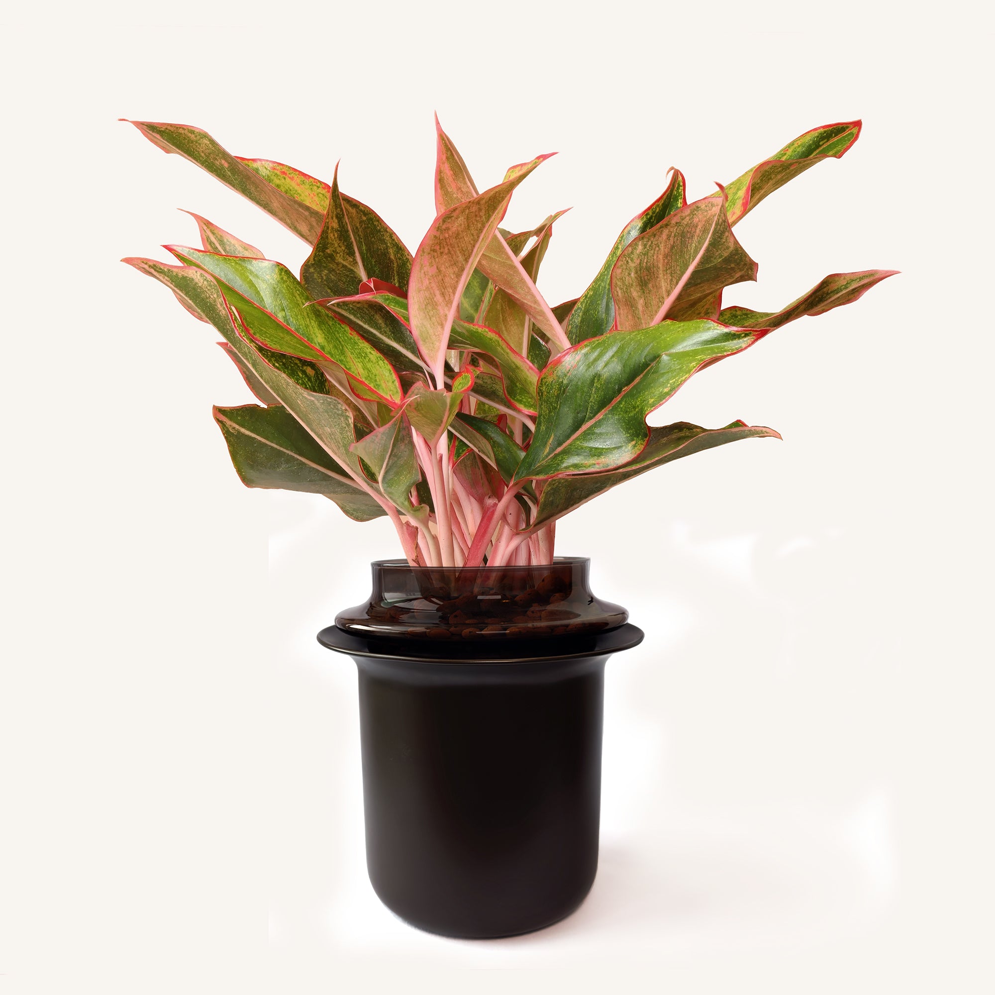 Tall,Espresso,Espresso