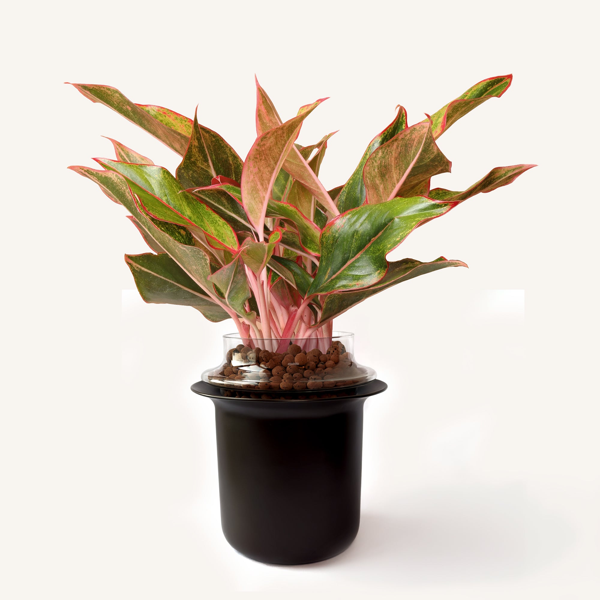 Tall,Transparent,Espresso