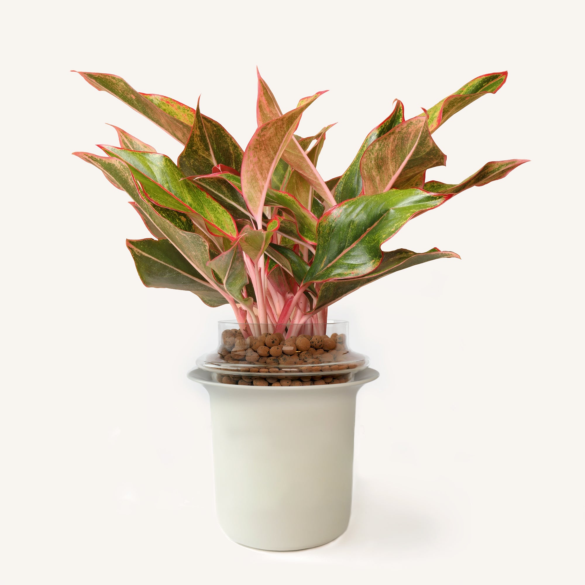 Tall,Transparent,Ivory