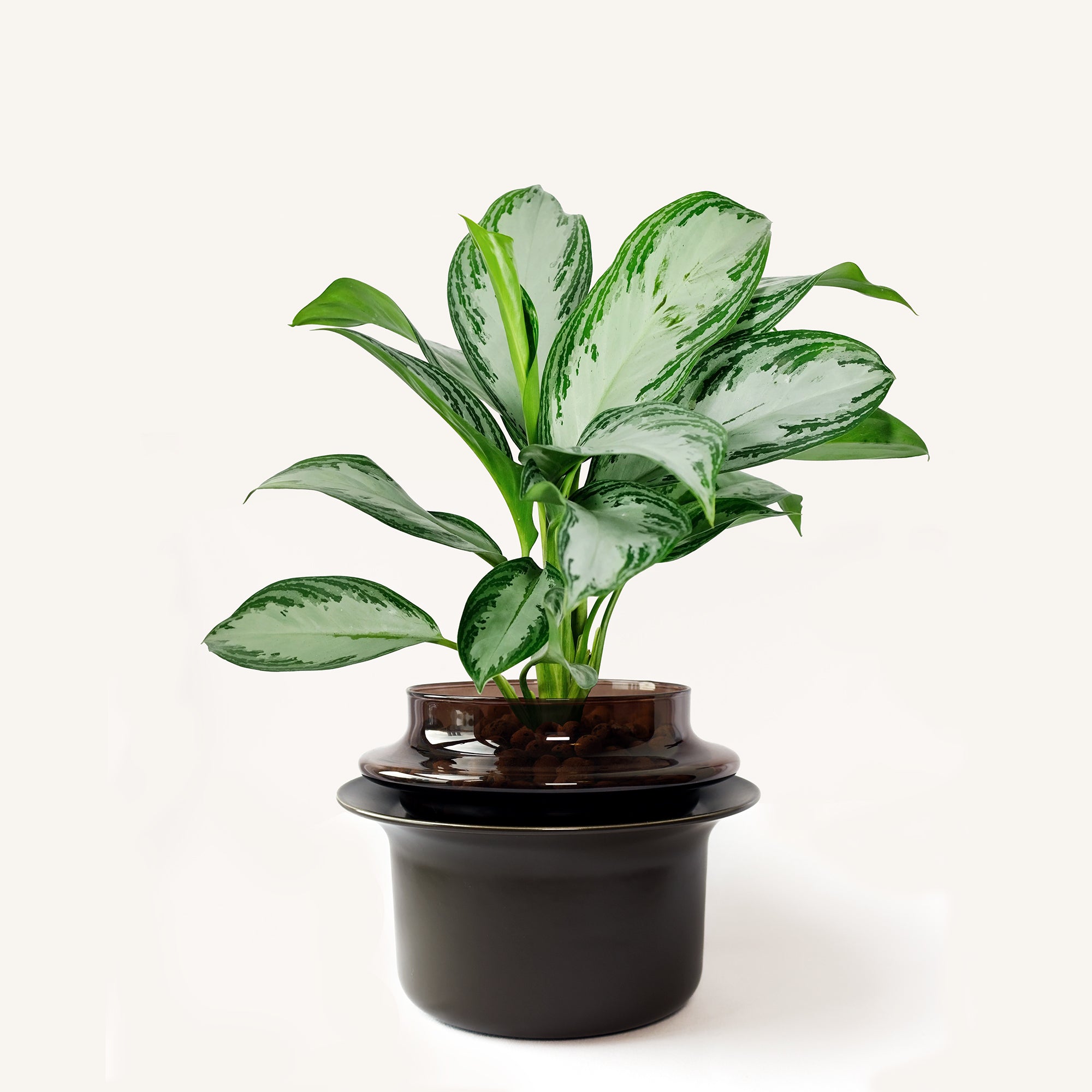 Medium,Espresso,Espresso