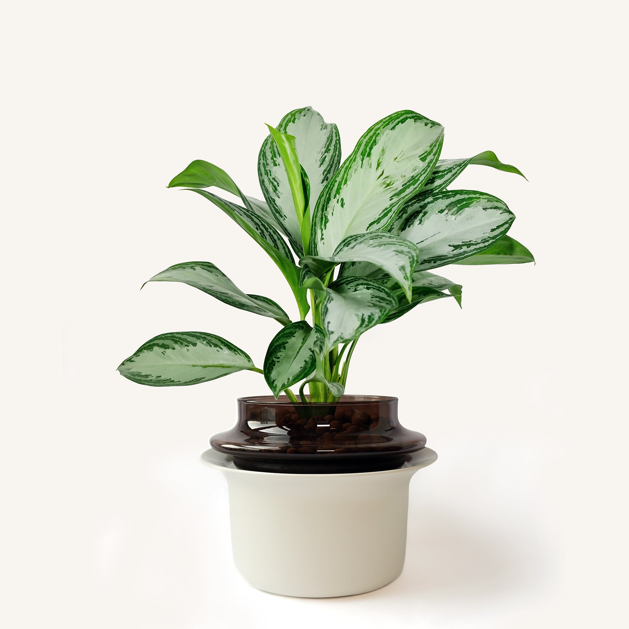 Medium,Espresso,Ivory