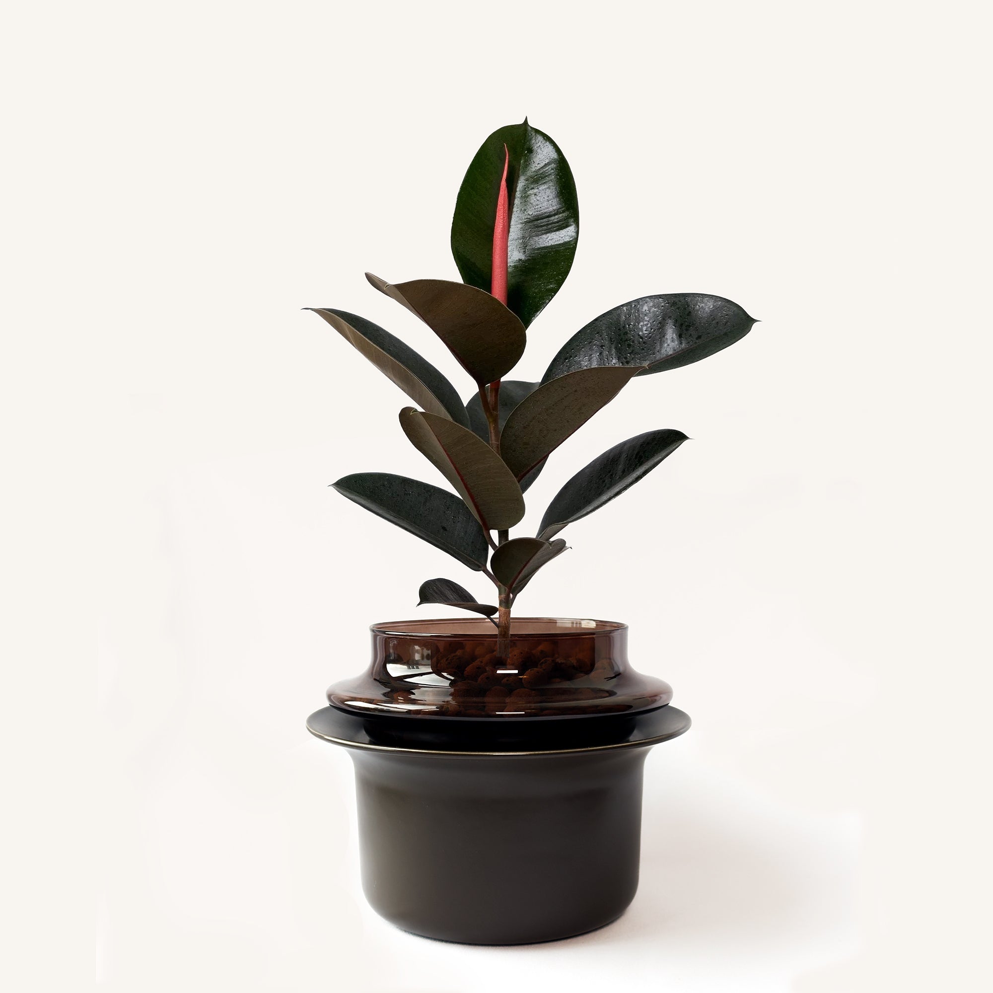 Medium,Espresso,Espresso