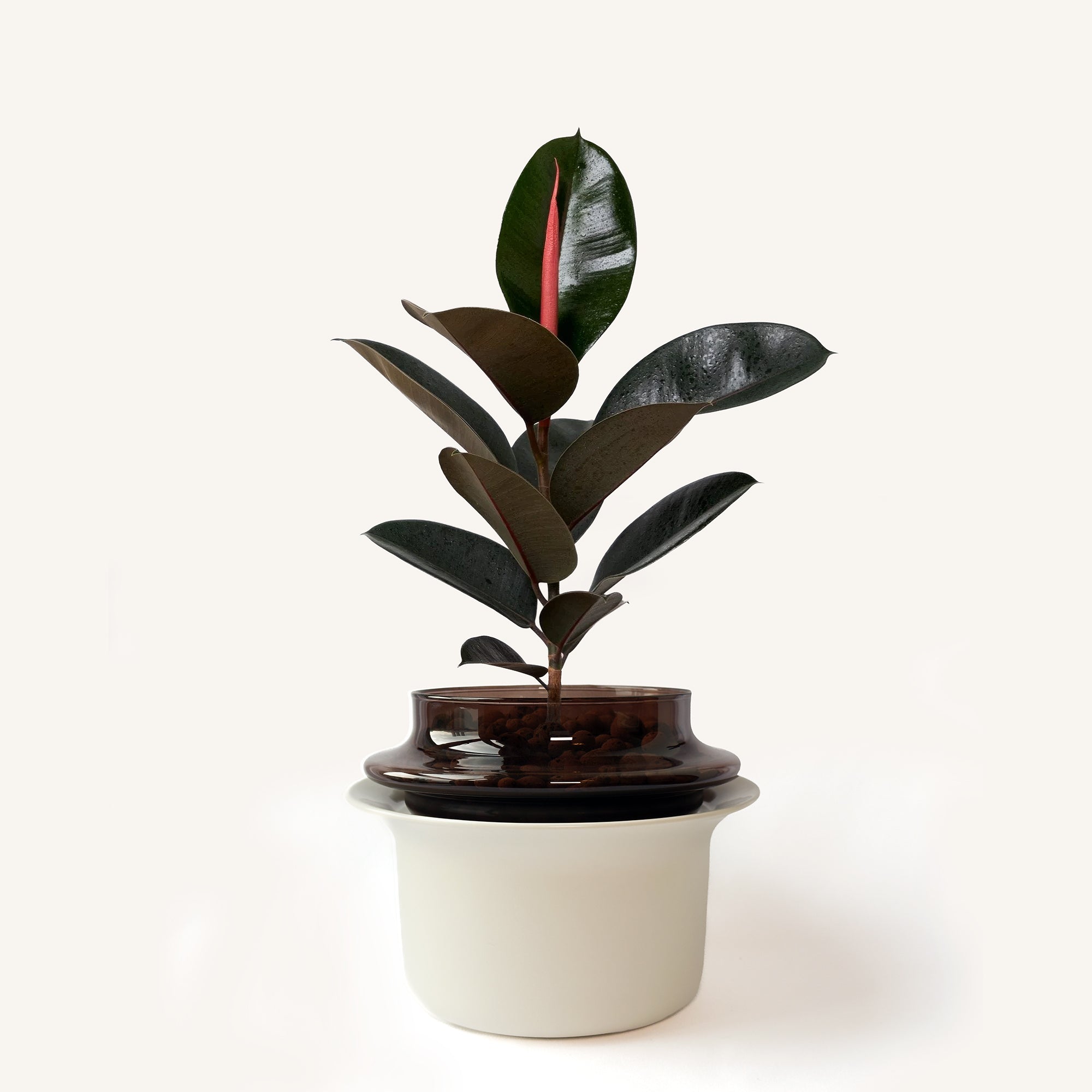 Medium,Espresso,Ivory