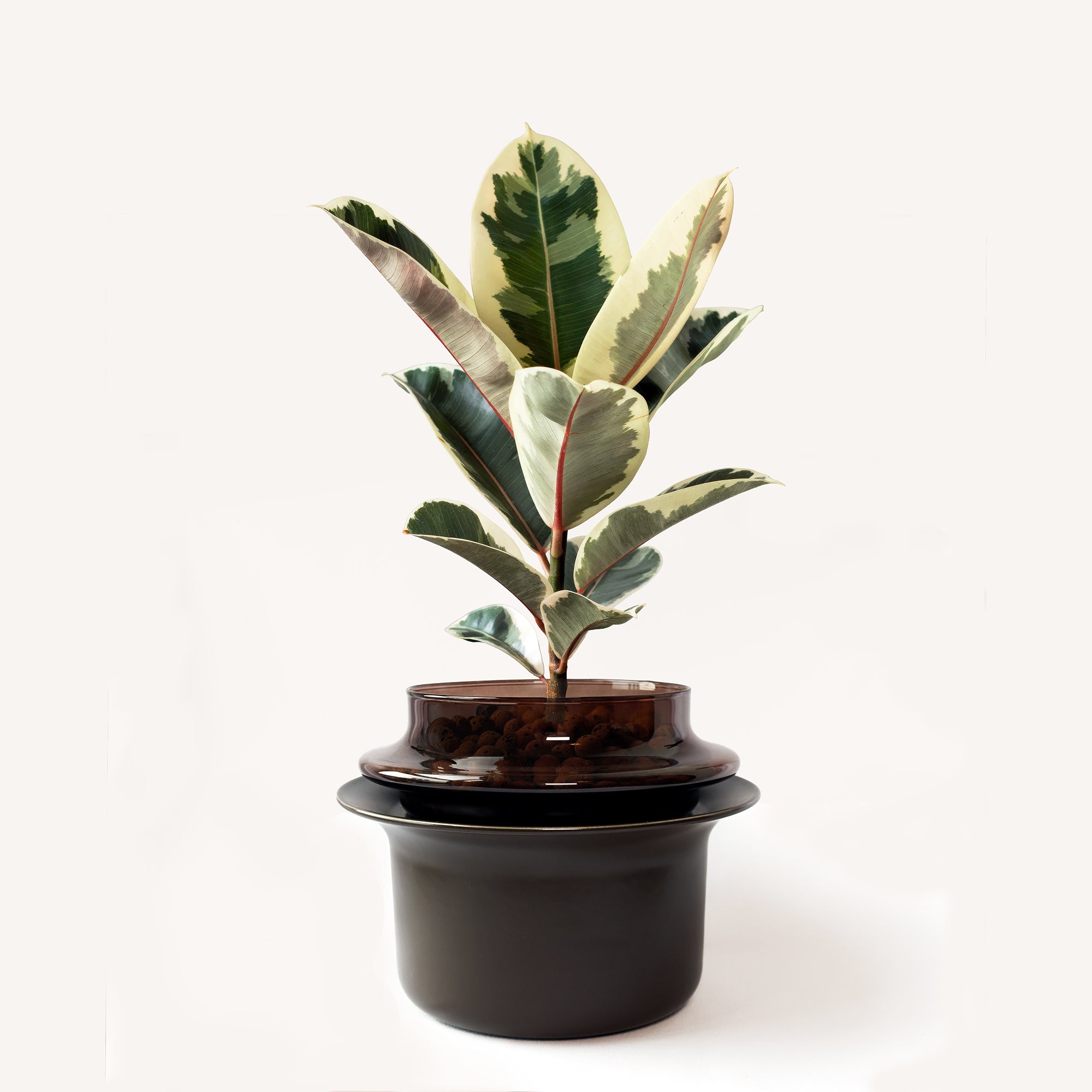 Medium,Espresso,Espresso