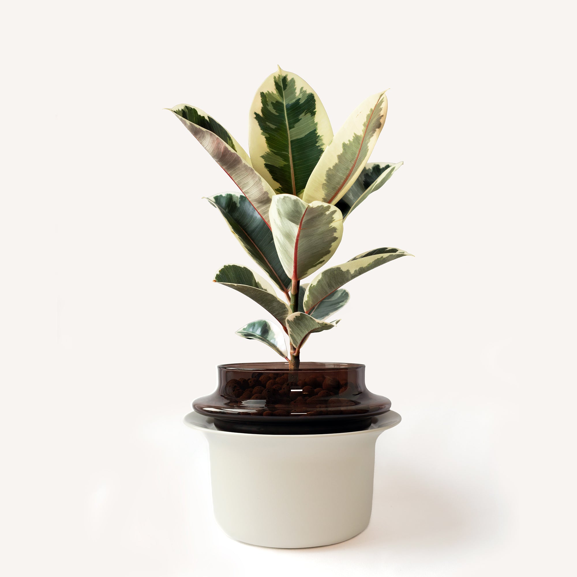 Medium,Espresso,Ivory