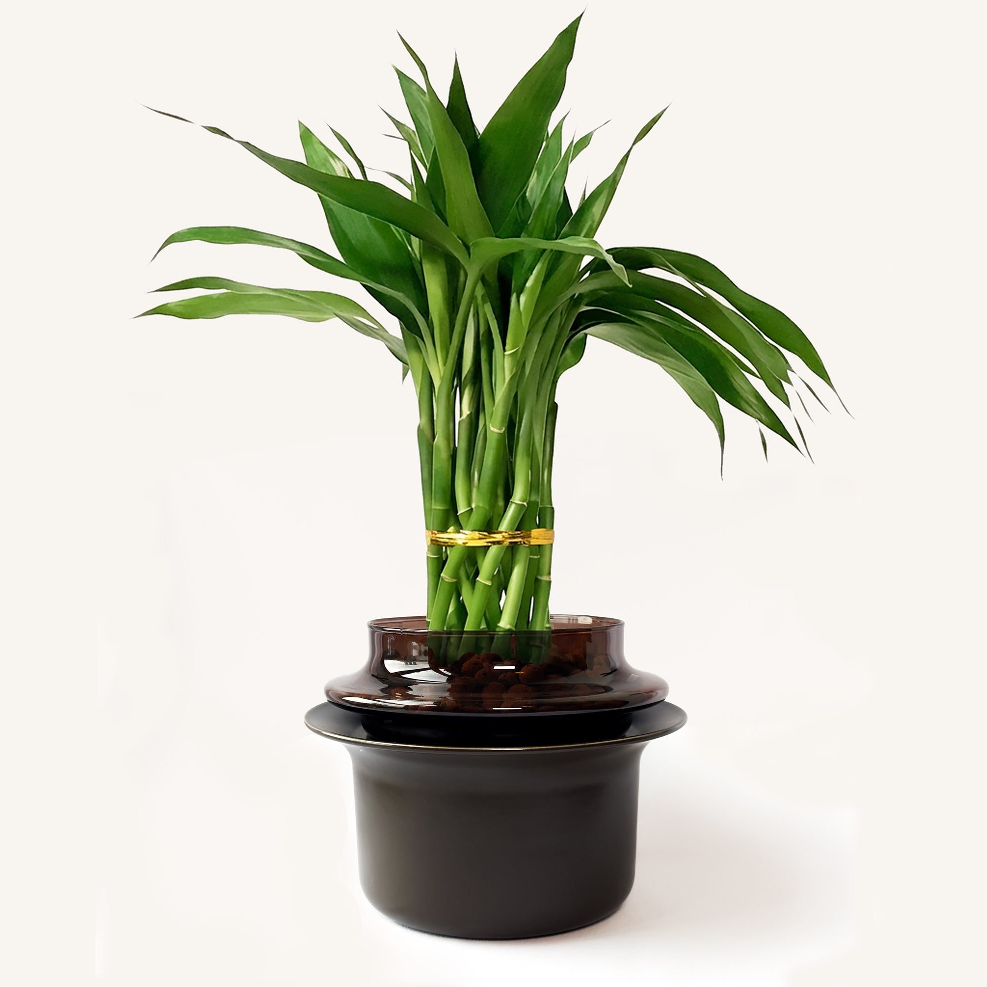 Medium,Espresso,Espresso