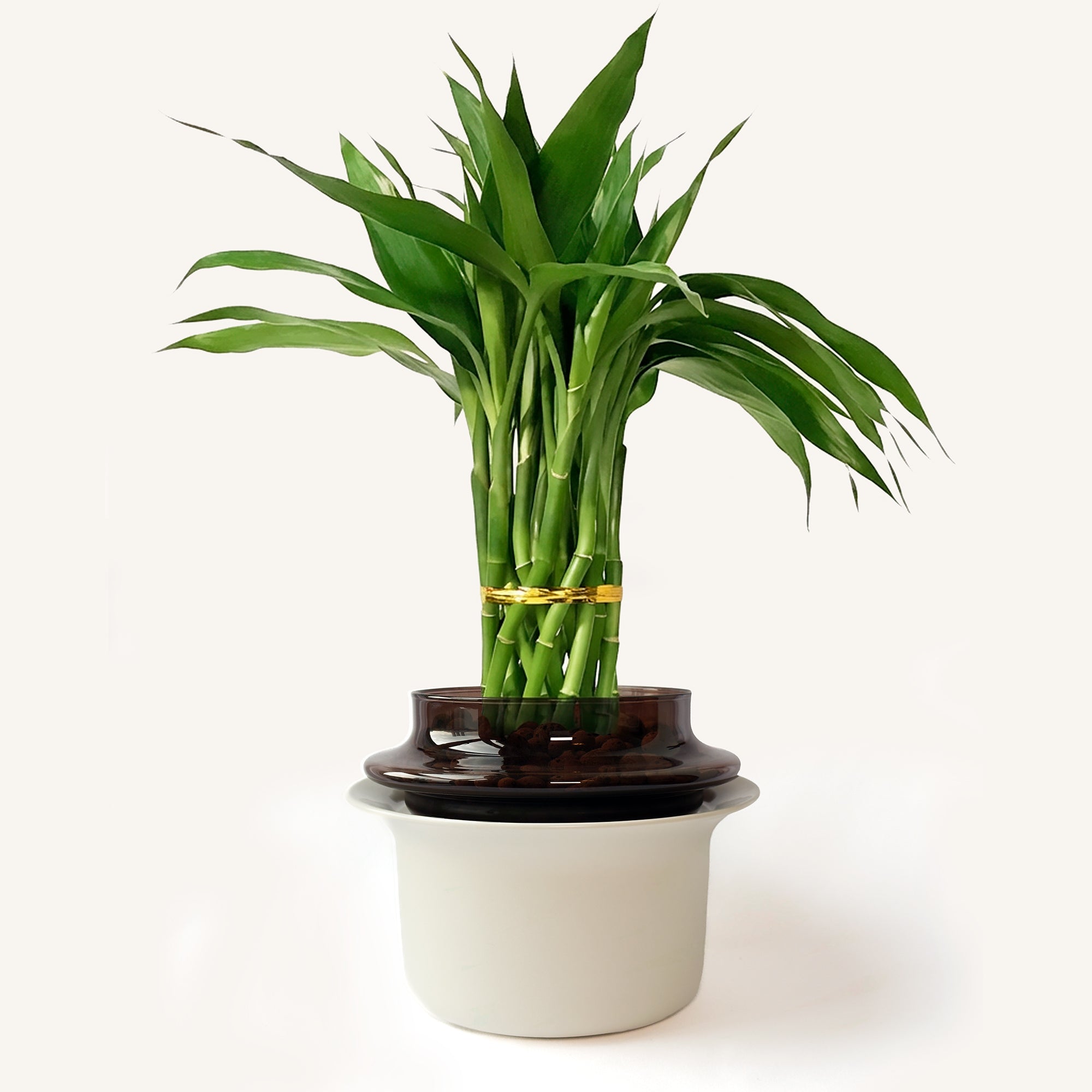 Medium,Espresso,Ivory