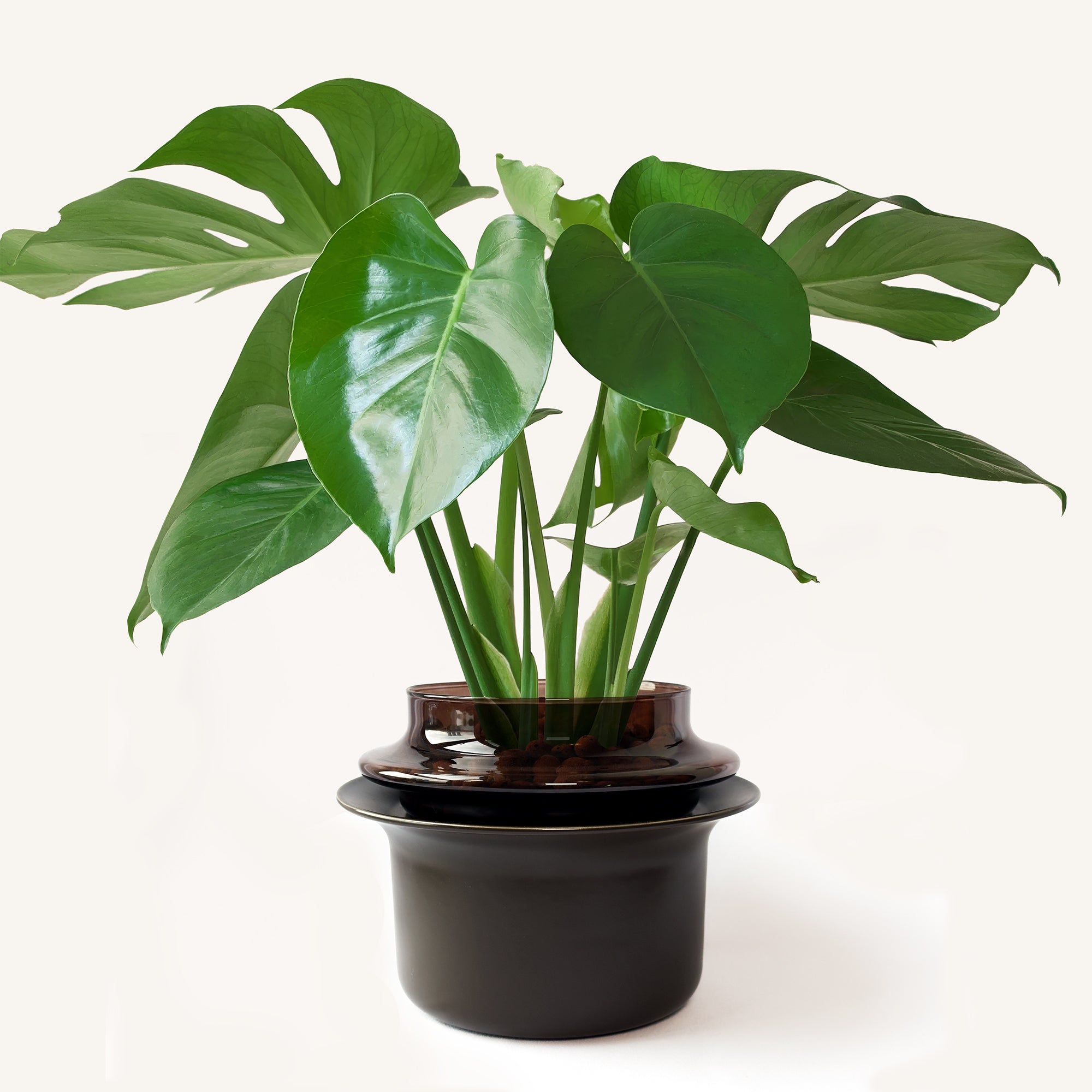 Medium,Espresso,Espresso