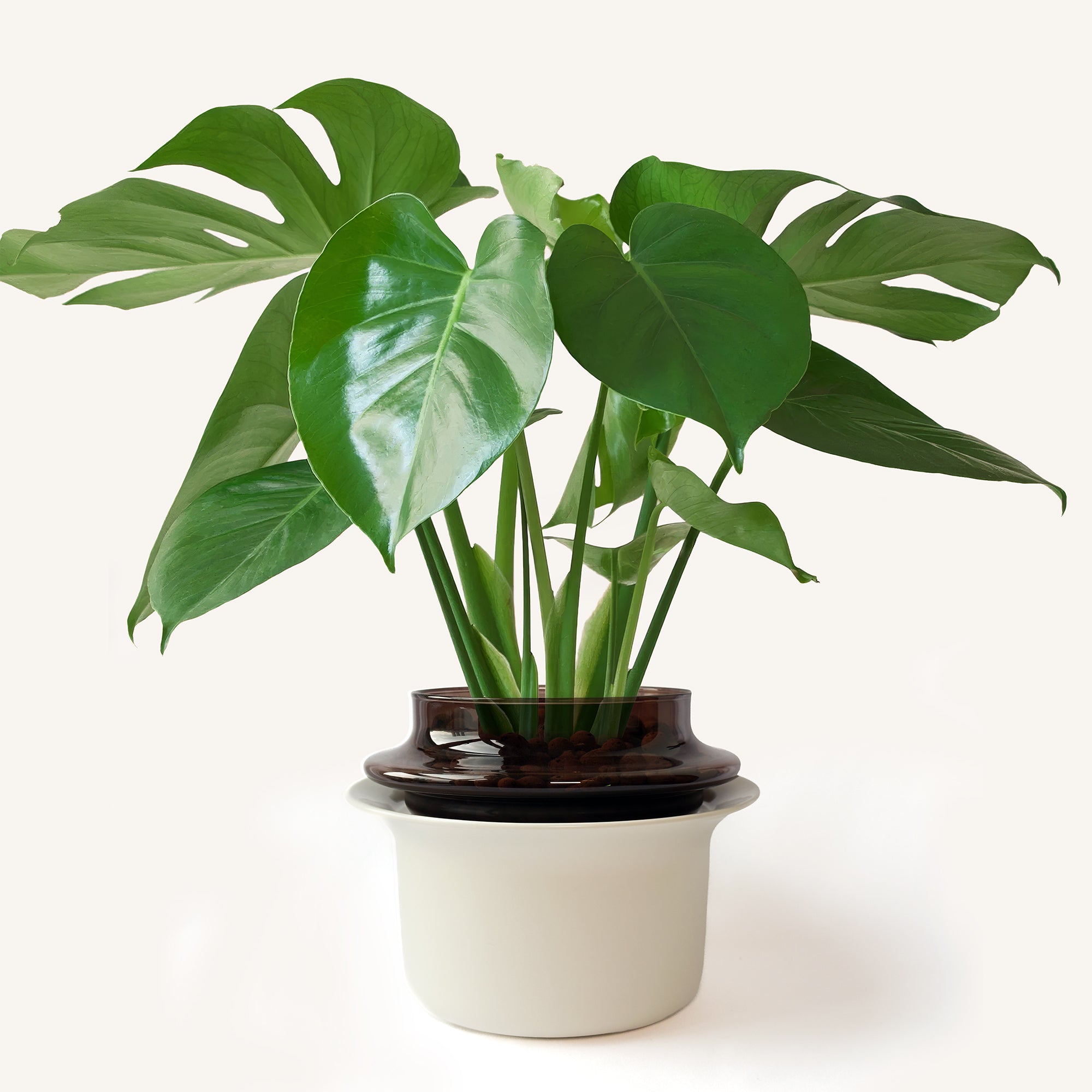 Medium,Espresso,Ivory