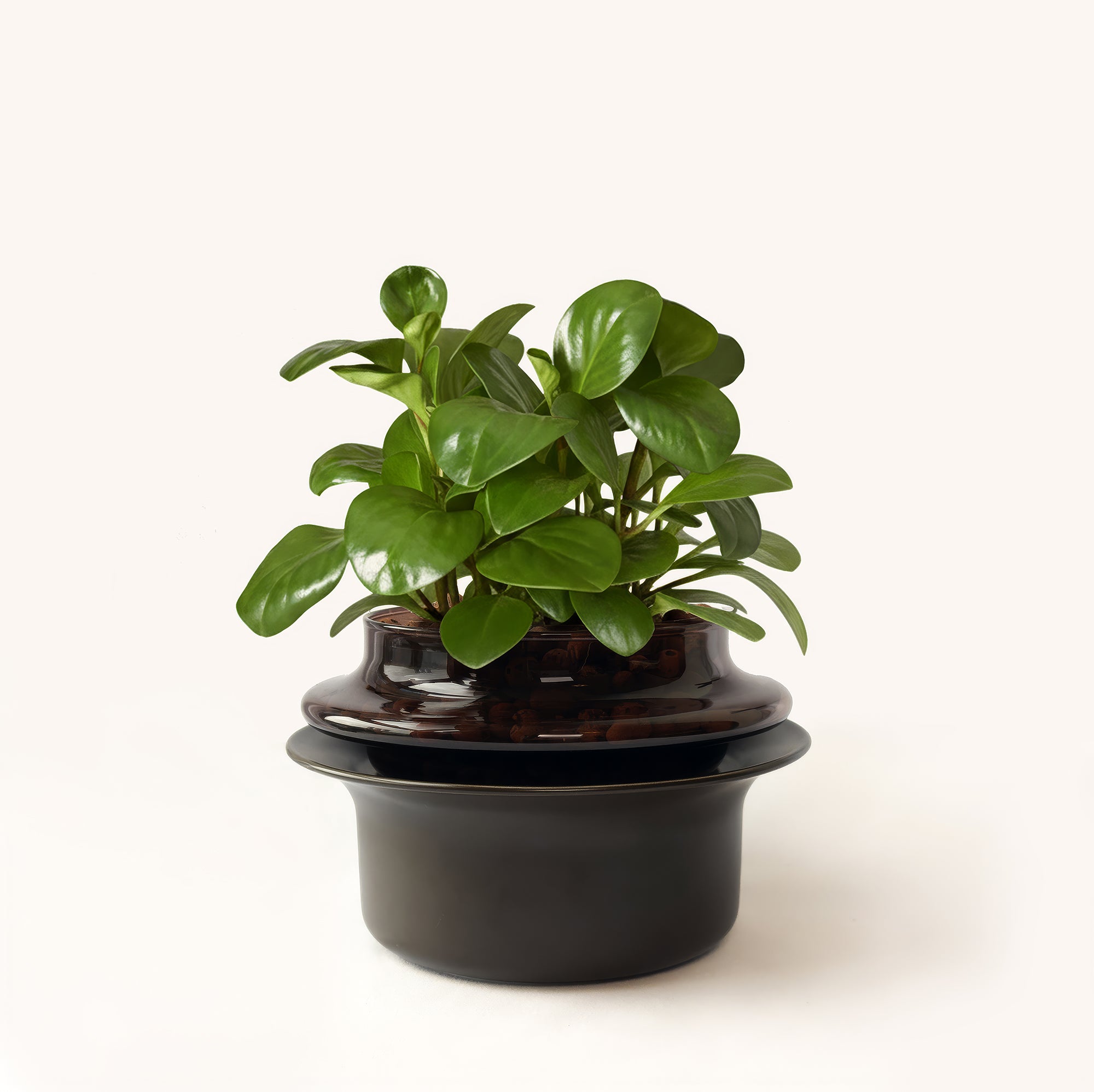 Small,Espresso,Espresso