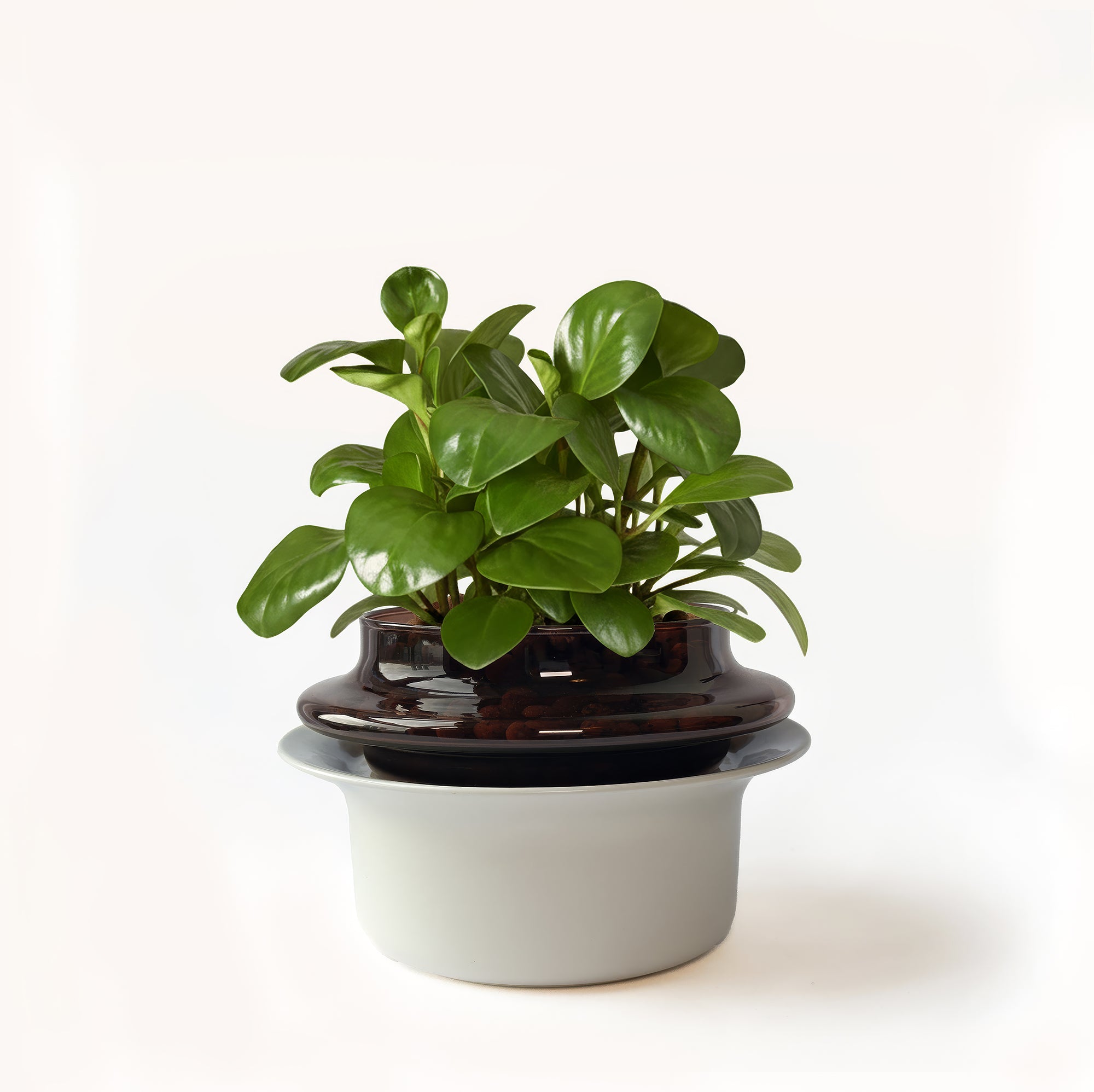 Small,Espresso,Ivory