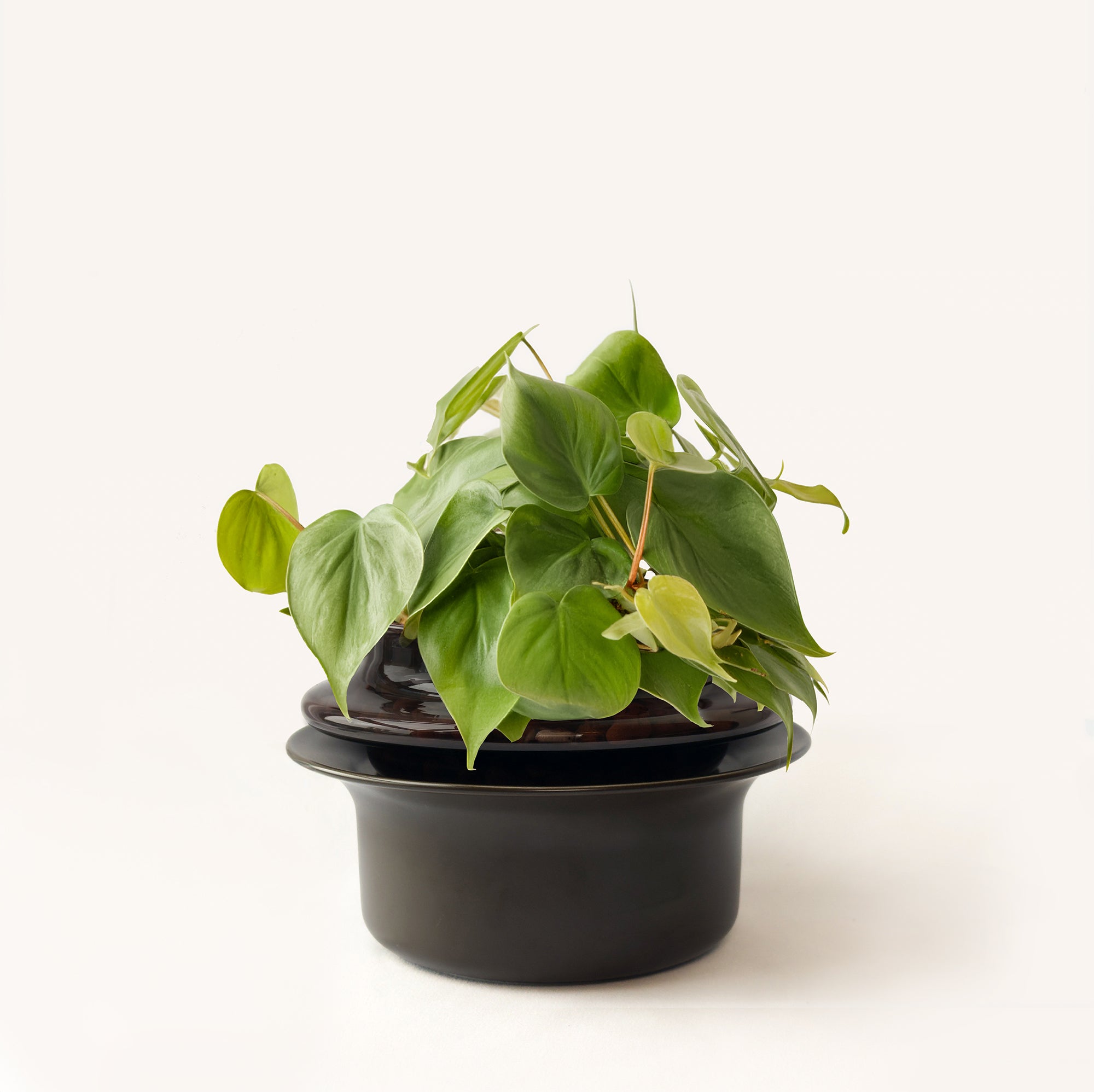 Small,Espresso,Espresso