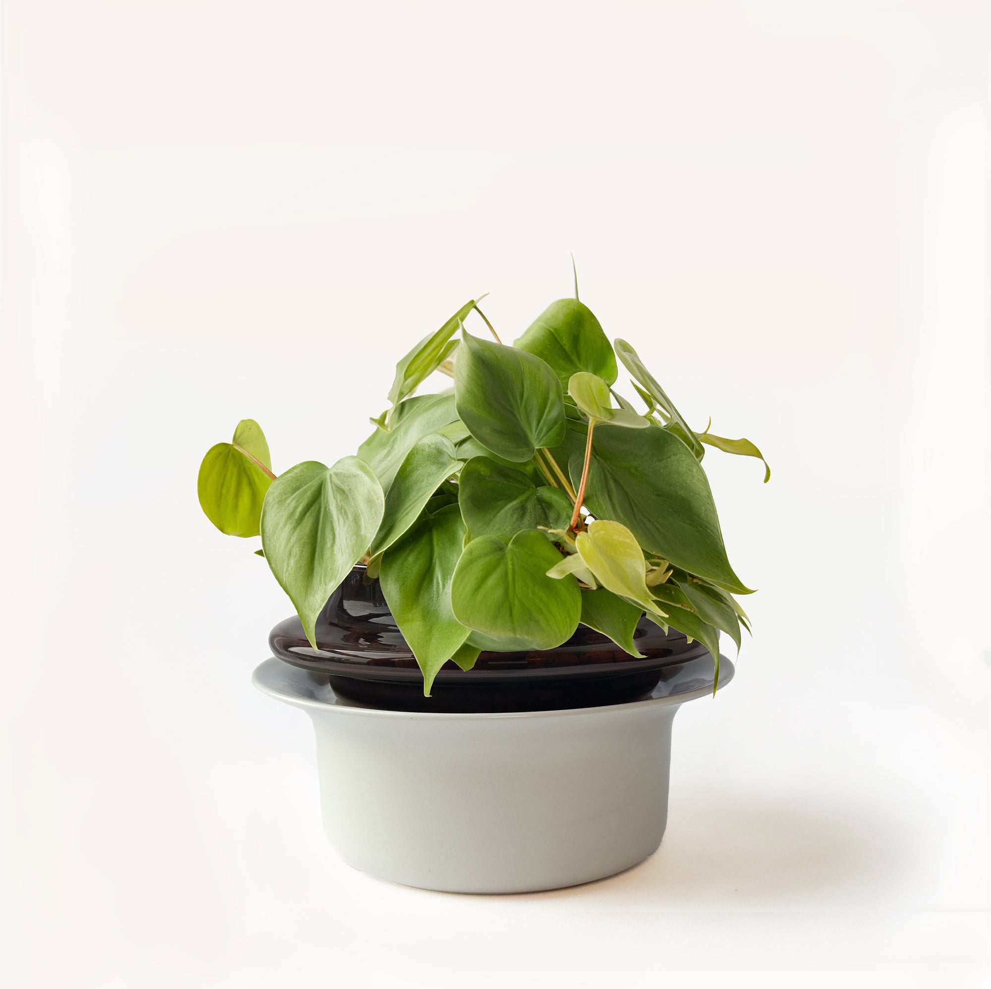 Small,Espresso,Ivory