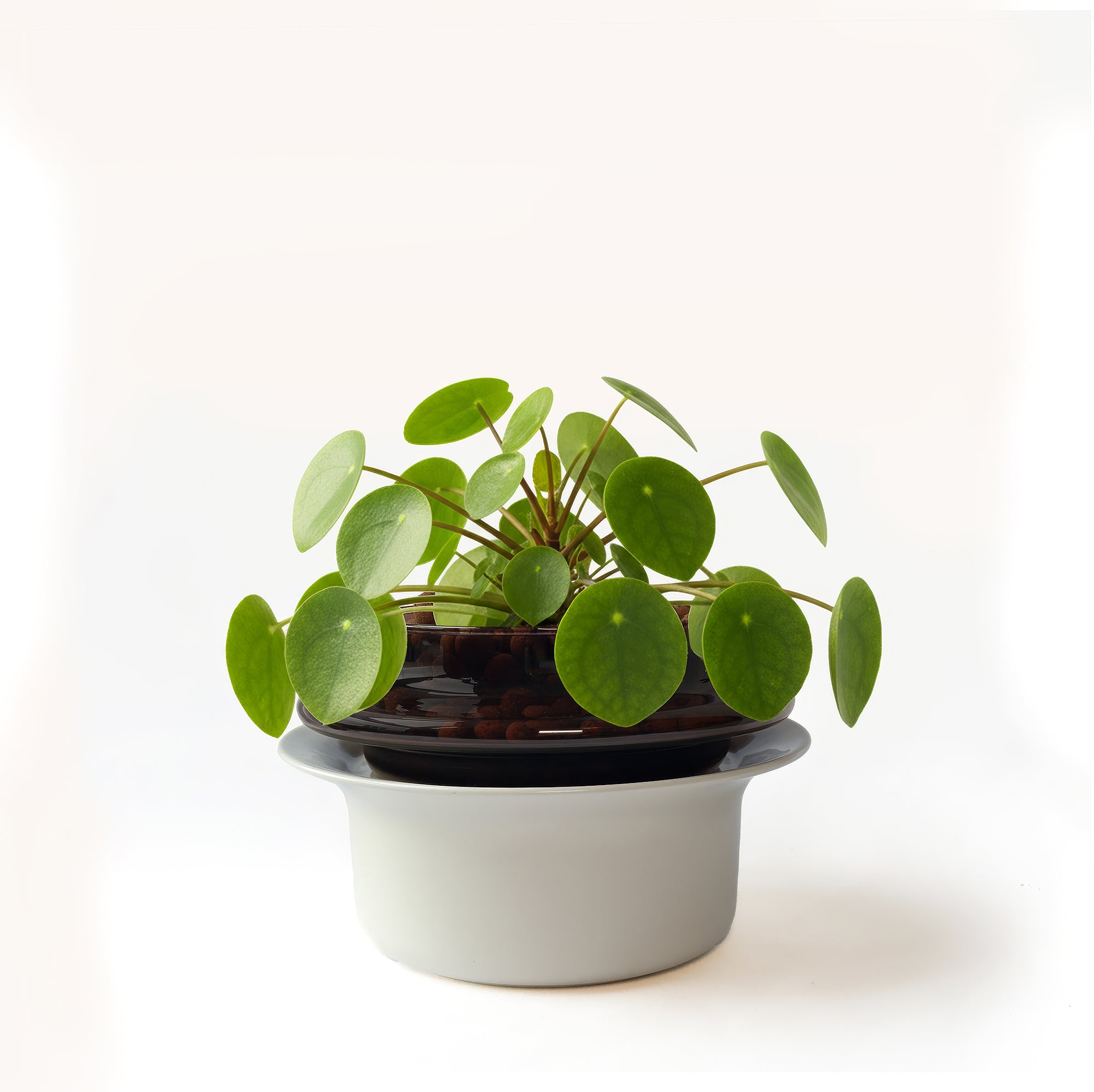 Small,Espresso,Ivory