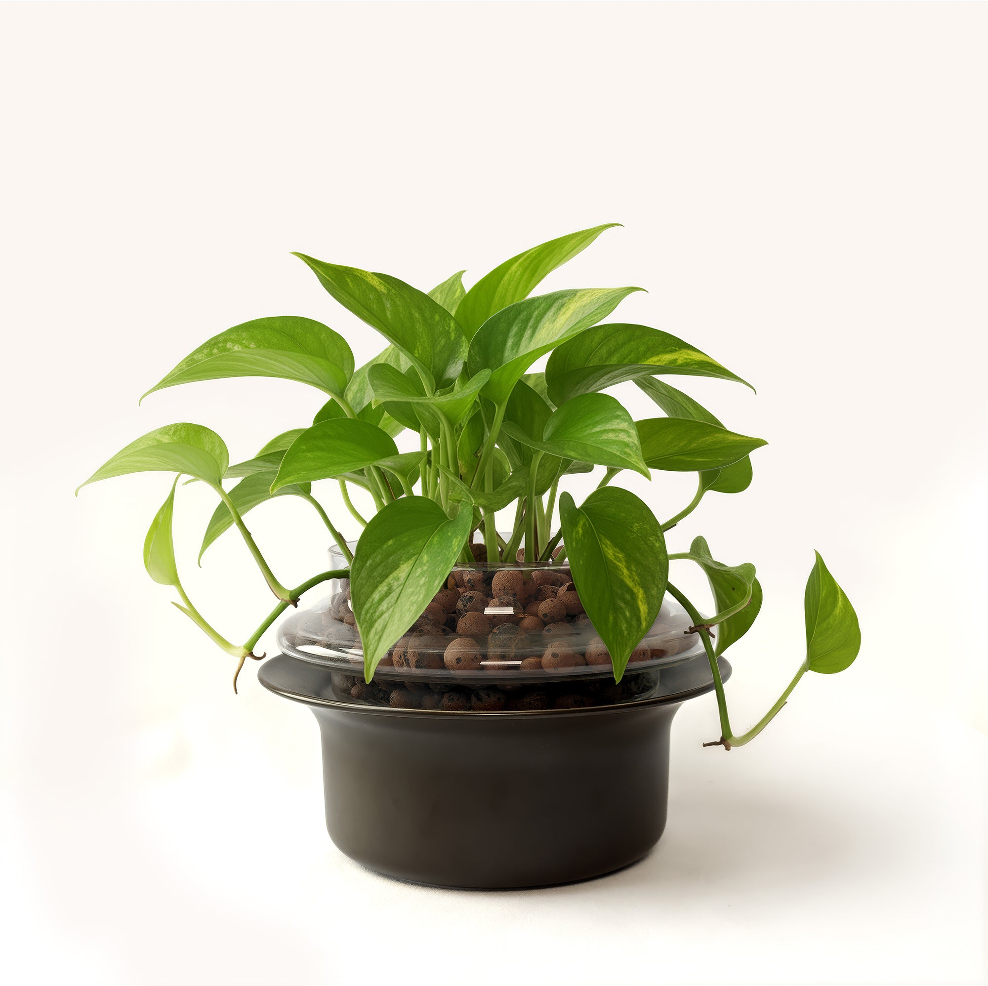 Small,Transparent,Espresso