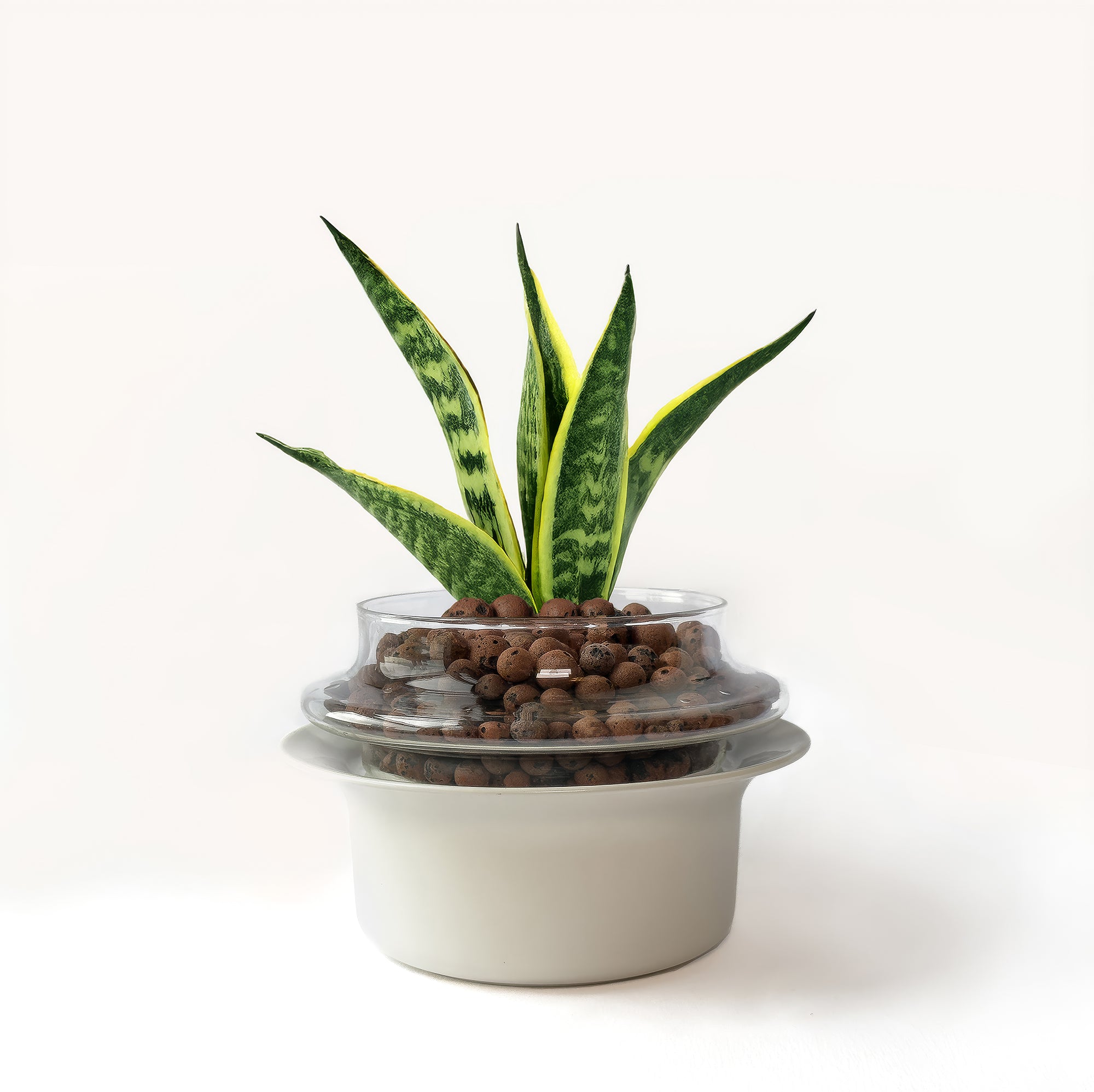 Small,Transparent,Ivory