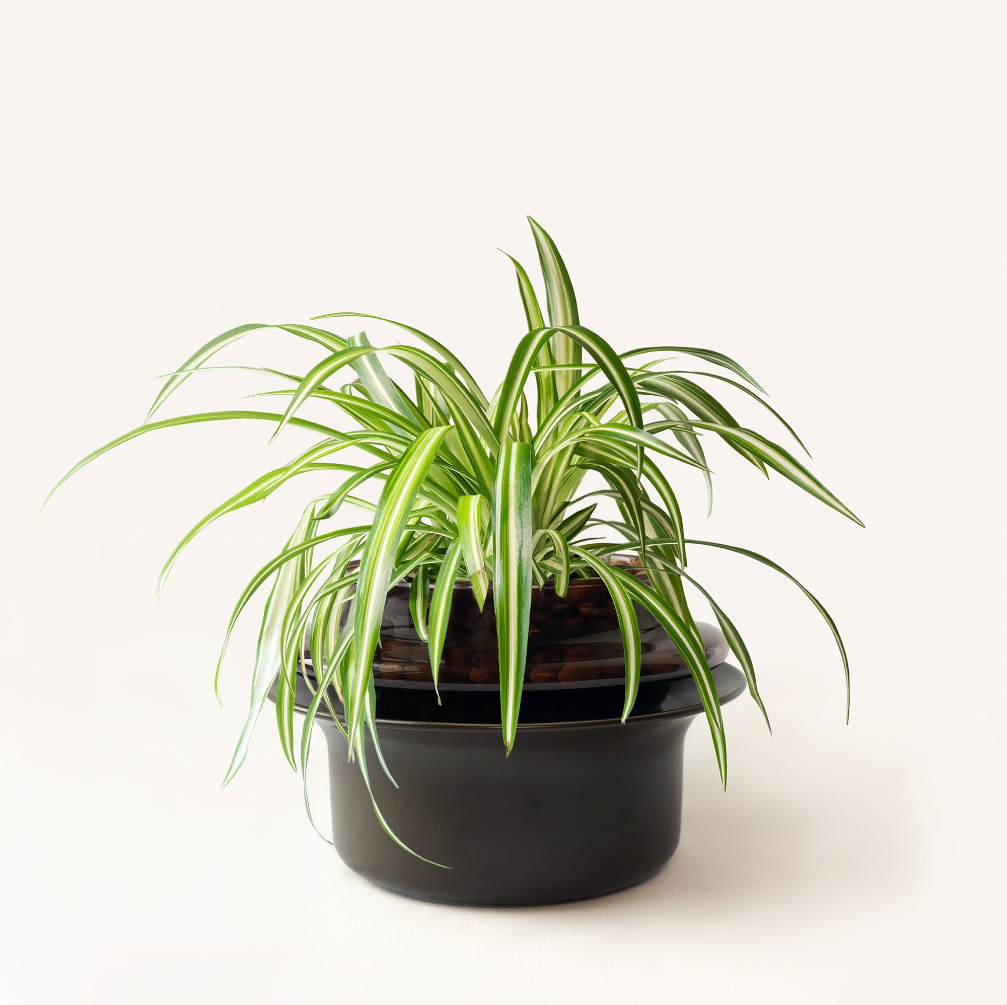 Small,Espresso,Espresso