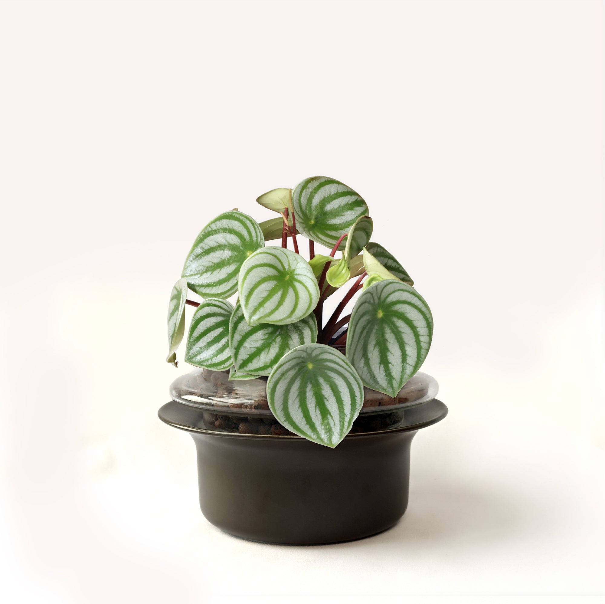 Small,Transparent,Espresso