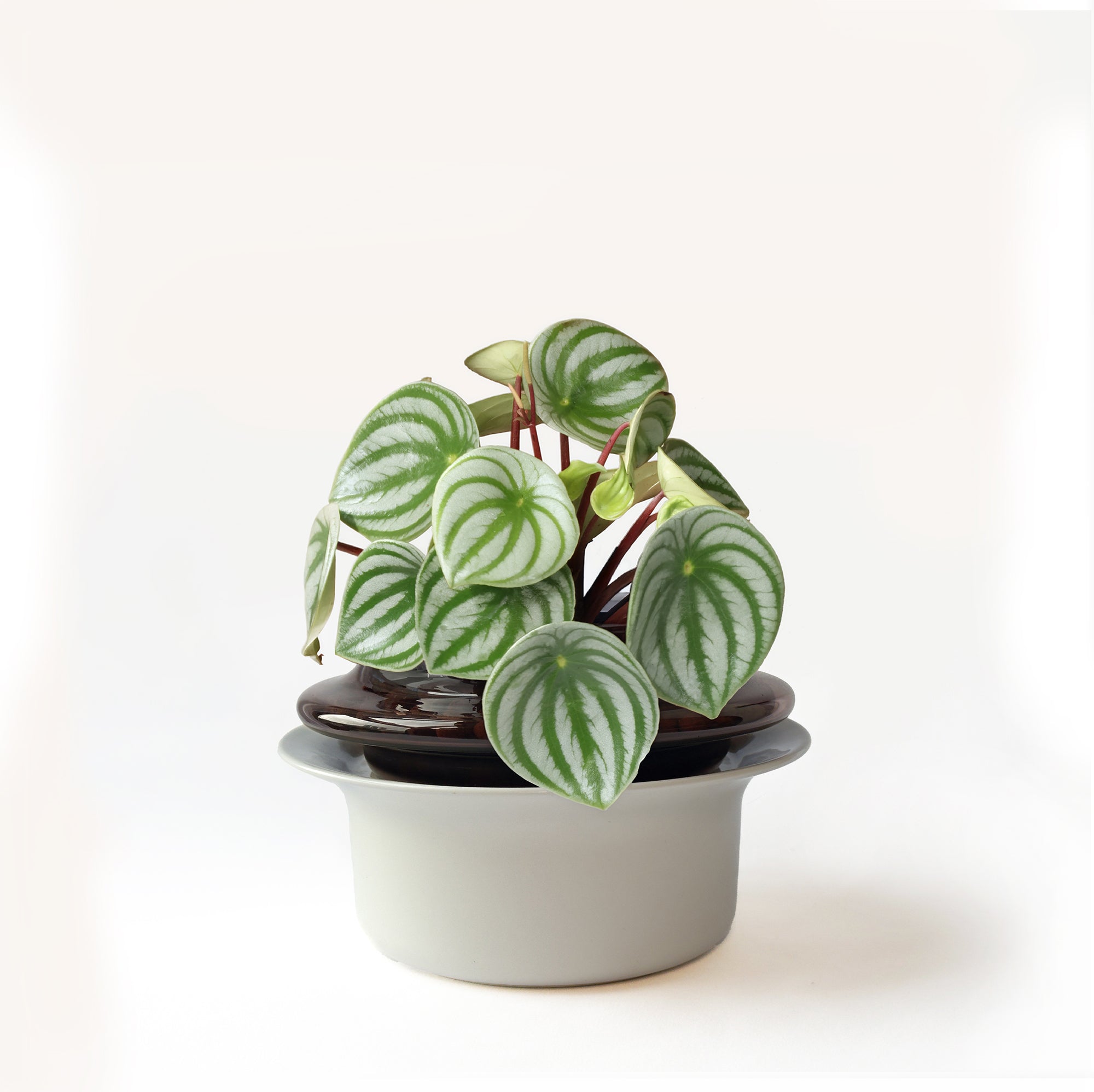 Small,Espresso,Ivory