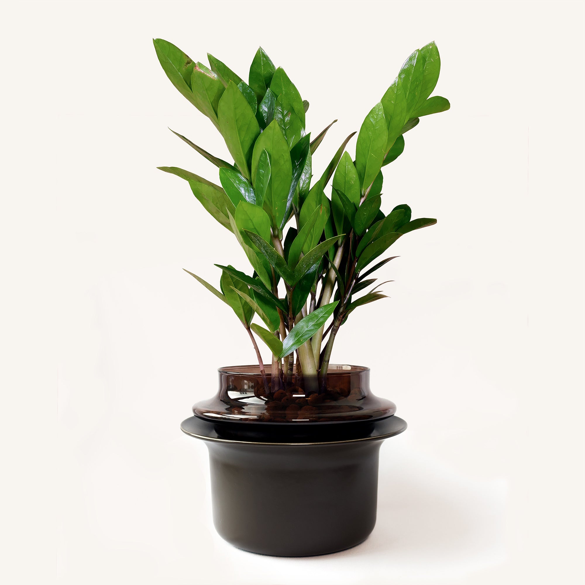 Medium,Espresso,Espresso