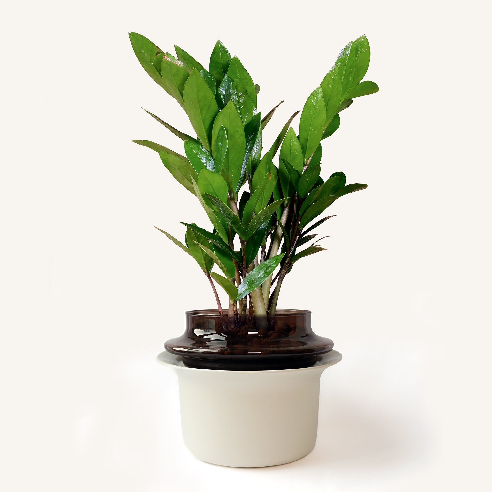 Medium,Espresso,Ivory